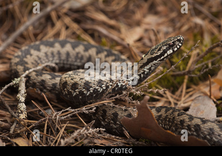 Common European adder (Common European viper), sci.name; Vipera berus, in Nissedal in Telemark, Norway. Stock Photo