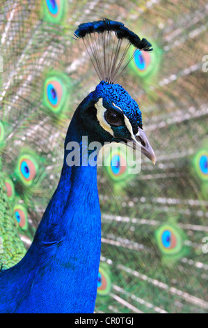 Indian Peafowl (Pavo cristatus), adult male Stock Photo