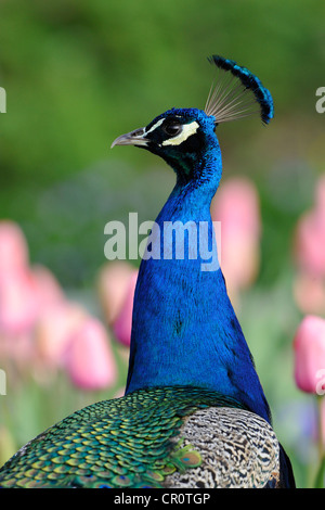 Indian Peafowl (Pavo cristatus), adult male Stock Photo