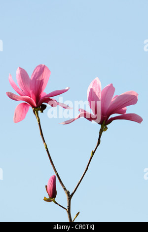 Blossoms of a magnolia (Magnolia), Heaven Scent species Stock Photo