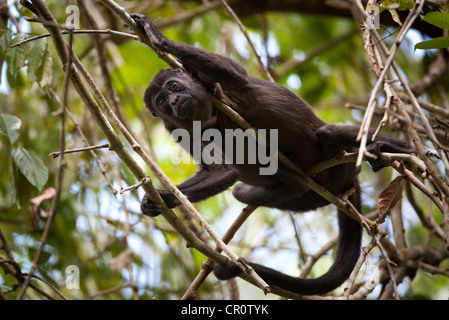 Panama wildlife with a Mantled Howler Monkey, Alouatta palliata, in the rainforest of Soberania national park, Republic of Panama, Central America. Stock Photo