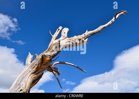 Long-living Great Basin Bristlecone Pine (Pinus longaeva), dead tree, Bristlecone Pine Forest, Mt. Goliath Natural Area