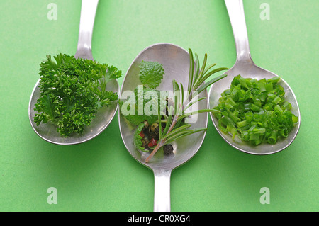 Culinary herbs and spices on old spoons, chives, rosemary, parsley, pepper, mint Stock Photo