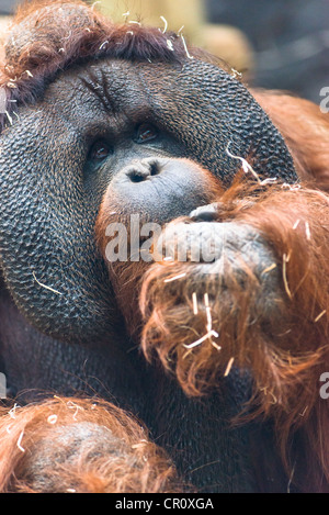 Mature Orangutan. Stock Photo