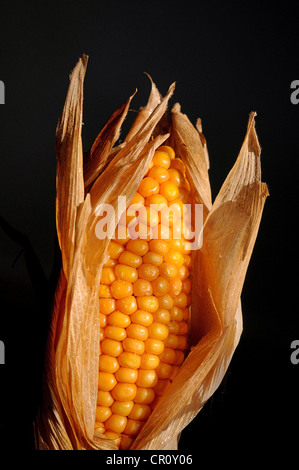 Maize or corn (Zea mays) cob Stock Photo