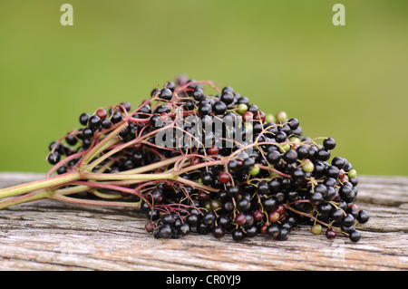 Elderberries (Sambucus nigra) Stock Photo