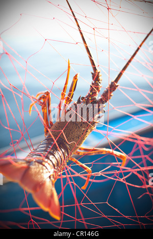 Lobster caught in fishing net Stock Photo