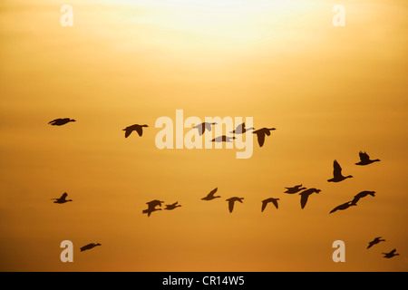 Greater White-fronted Geese (Anser albifrons), in flight against sunset, Bislicher Insel nature reserve, Wesel Stock Photo