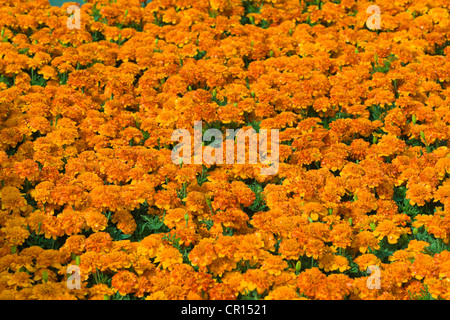 Flowerbed of French Marigolds (Tagetes patula) Stock Photo