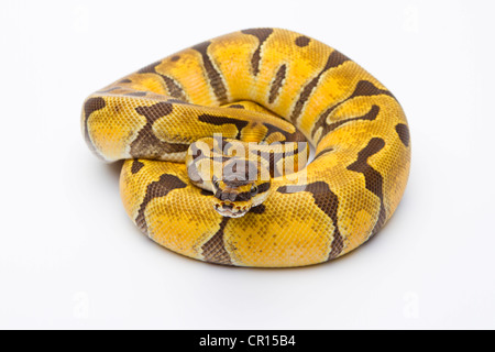 Royal Python (Python regius), Super Enchi, female, Markus Theimer ...