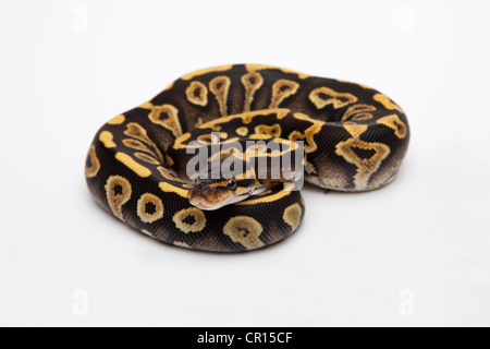 Phantom Yellow Belly Ball Python or Royal Python (Python regius), female Stock Photo
