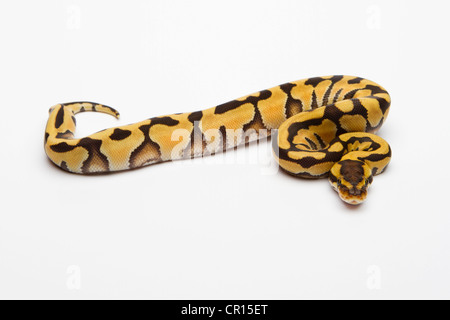 Python Regius Female Tiger Ball Python or Royal Python (Python regius), female Stock Photo ...