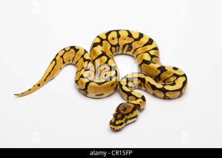 Spider Phantom Yellow Belly Ball Python or Royal Python (Python regius), male Stock Photo