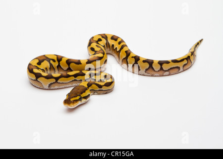 Tiger Phantom Yellow Belly Ball Python or Royal Python (Python regius), male Stock Photo