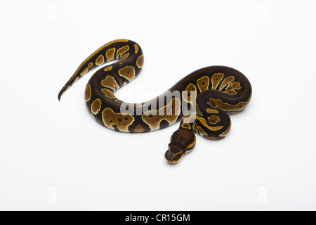Black Head Double Het Albino Ghost Ball Python or Royal Python (Python regius), female Stock Photo
