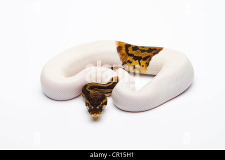 Leopard Royal Python Leopard Ball Python or Royal Python (Python regius), female Stock Photo ...