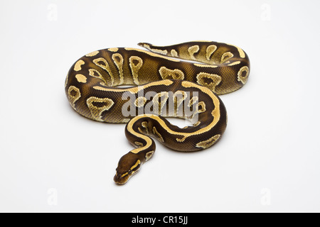 Phantom Yellow Belly Ball Python or Royal Python (Python regius), female Stock Photo