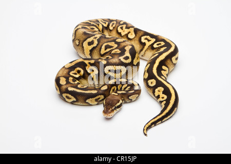 Pastel Phantom Yellow Belly Ball Python or Royal Python (Python regius), female Stock Photo