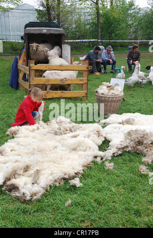 sheep shearing in progress Stock Photo