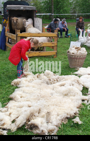 sheep shearing in progress Stock Photo