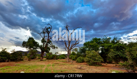 Dead trees in Samburu National Reserve, typical landscape on Ewaso Uaso Nyiro River, Kenya, East Africa, Africa, PublicGround Stock Photo