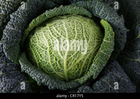 Savoy cabbage (Brassica oleracea convar. Capitata var. sabauda L.) Stock Photo