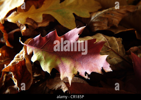 Dry autumn leaves Stock Photo