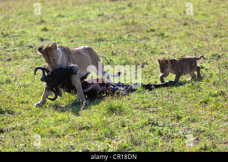 Lioness (Panthera leo) carrying a captured Blue Wildebeest (Connochaetes taurinus), with a lion cub following