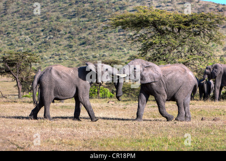 African Bush Elephant (Loxodonta africana), two young bulls fighting each other, Masai Mara National Reserve, Kenya, East Africa Stock Photo