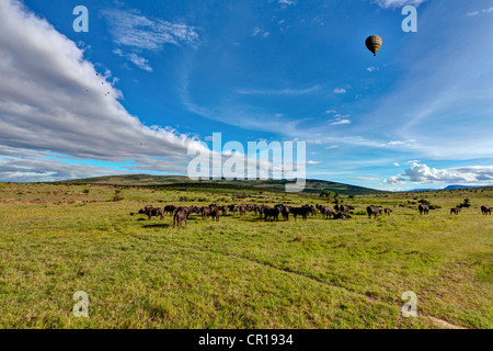 African buffaloes, Cape buffalos (Syncerus caffer), large herd, Maasai Mara National Reserve, Kenya, East Africa, Africa Stock Photo
