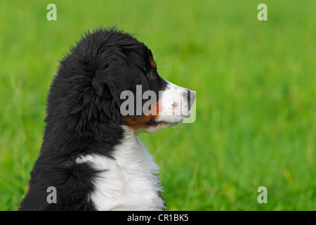 Bernese Mountain Dog (Canis lupus familiaris), puppy, portrait Stock Photo