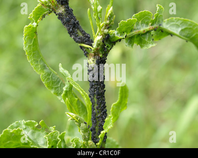 blackflies on a plant / schwarze Bohnenläuse an einer Pflanze Stock Photo