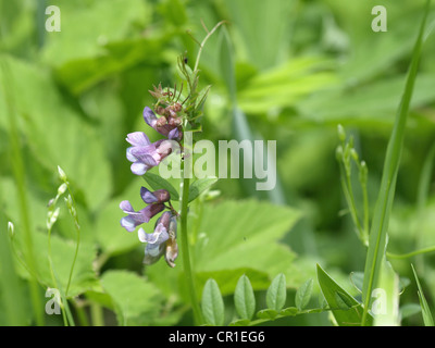 bush vetch / Vicia sepium / Zaunwicke Stock Photo