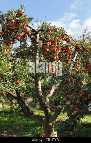Ripe apples on apple trees, Oberschwarzach, Steigerwald, Lower Franconia, Franconia, Bavaria, Germany, Europe Stock Photo