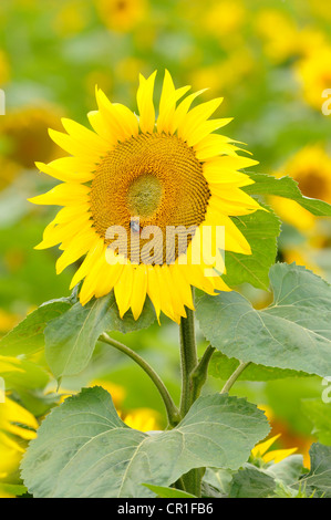 Sunflower (Helianthus annuus) in a sunflower field near Leipzig, Saxony, Germany, Europe Stock Photo