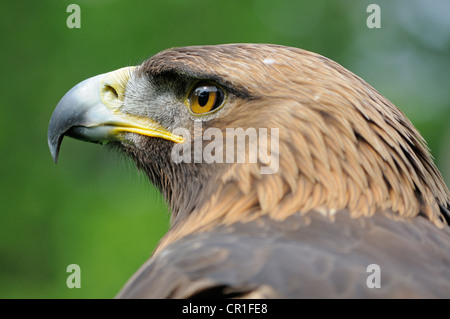 Portrait, Golden Eagle (Aquila chrysaetos) Stock Photo