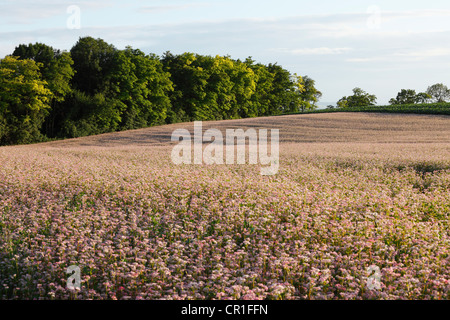 Common Buckwheat (Fagopyrum esculentum), near Leobendorf, Weinviertel, Wine Quarter, Lower Austria, Austria, Europe Stock Photo