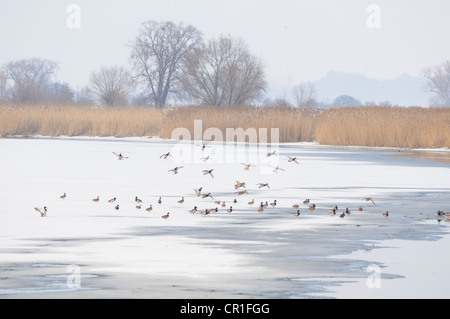 Mallard ducks on a frozen oxbow lake of the Elbe River in winter at Gerwisch near Magdeburg, Saxony-Anhalt, Germany, Europe Stock Photo