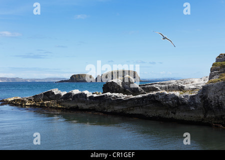Rocky coastline in Ballintoy, Antrim Coast, County Antrim, Northern Ireland, United Kingdom, Europe Stock Photo