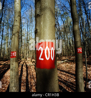 Painted numbers on trees in forest Stock Photo