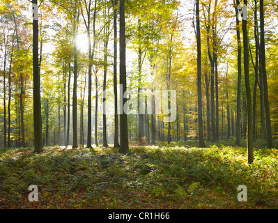 Sun shining through trees in forest Stock Photo