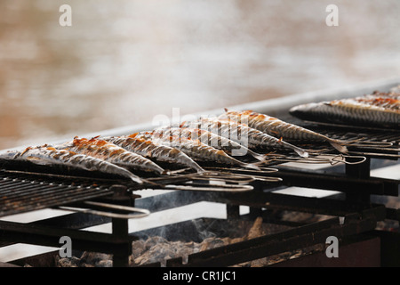 Fish on a grill, Sandkerwa, folk festival, Bamberg, Upper Franconia, Franconia, Bavaria, Germany, Europe, PublicGround Stock Photo