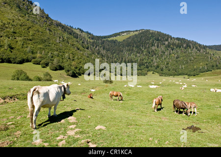 France, Pyrenees Atlantiques, Col de Marie Blanque Pass, cows and horses Stock Photo