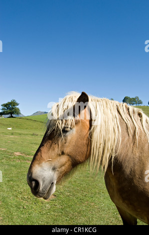 France, Pyrenees Atlantiques, Col de Marie Blanque Pass, horses Stock Photo