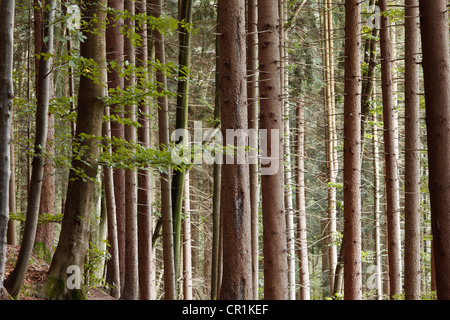 Spruce forest with some beech trees, Tegernsee Valley, Upper Bavaria, Bavaria, Germany, Europe, PublicGround Stock Photo