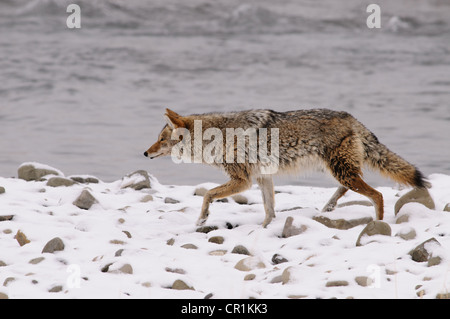 Coyote winter snow Yellowstone national park Stock Photo