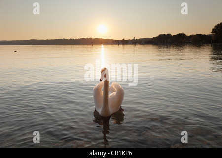 Mute Swan (Cygnus olor), evening sun, Lake Starnberg, Starnberg, Fuenfseenland, Five Lakes region, Upper Bavaria, Bavaria Stock Photo