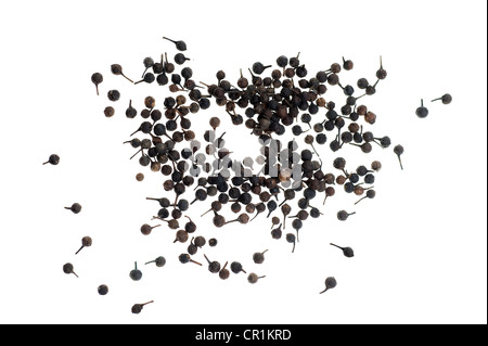 Cubeb, tailed pepper or Java pepper (Piper cubeba) from Indonesia Stock Photo