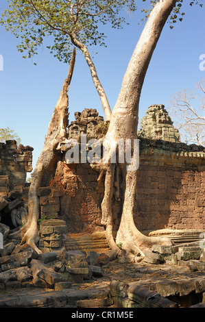 Strangler Fig tree (Ficus sp.) enveloping part of the Ta Prohm temple with its aerial roots, in the archaeological Angkor temple Stock Photo