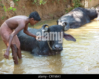 ORISSA, INDIA - NOV 10 - Young boy washes his water buffalo in a shady river on Nov 10, 2009 in Orissa, India. Stock Photo